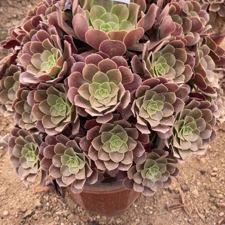 无花朵647多肉植物欧紫