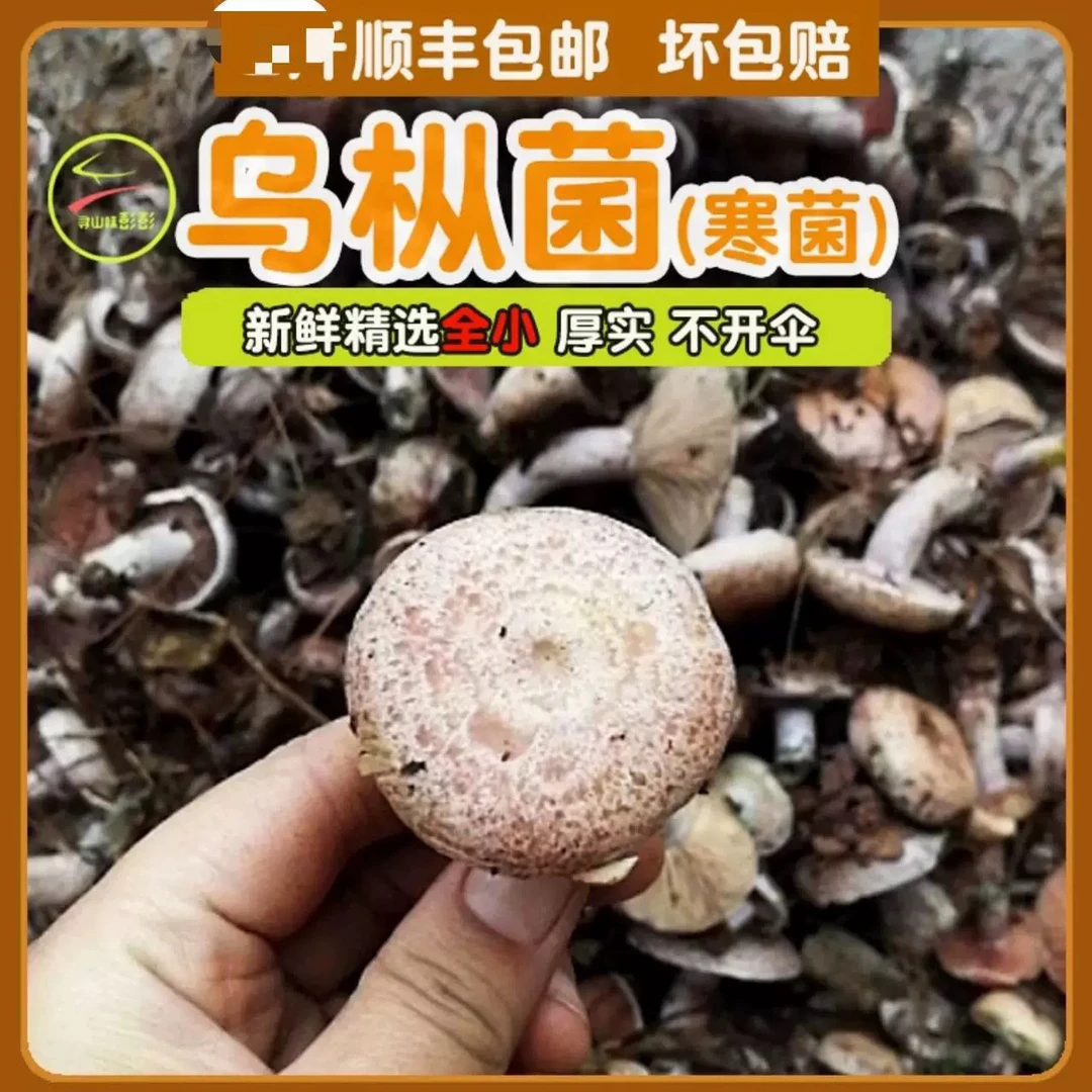 湘西彭彭精品不开伞野生新鲜枞树菌 乌枞菌谷熟菌三九菇 寒菌