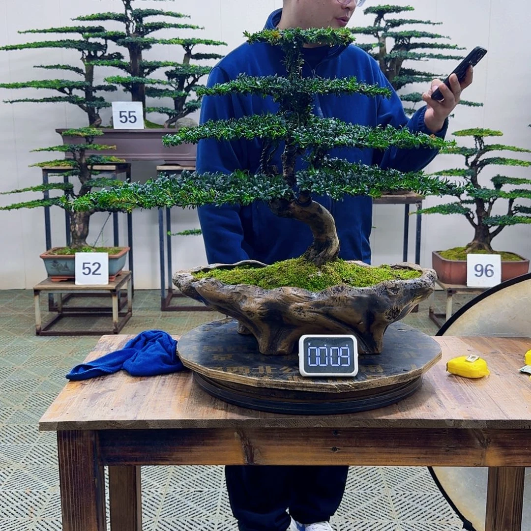 无花朵珍珠红芽罗汉松造型盆景