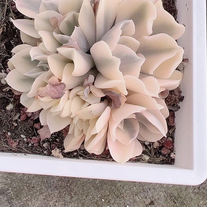 呵*多肉植物多肉植物