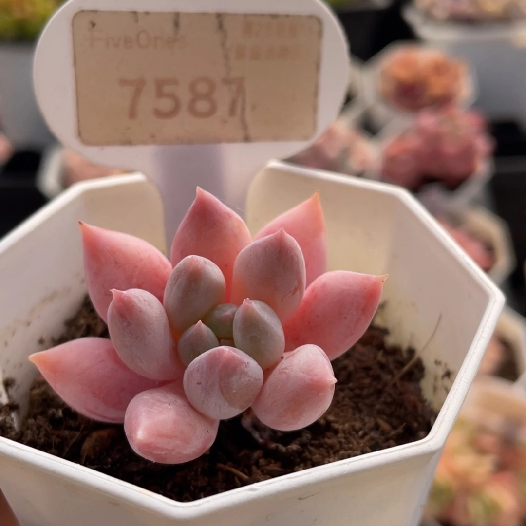 所罗门7587-4.0厘米