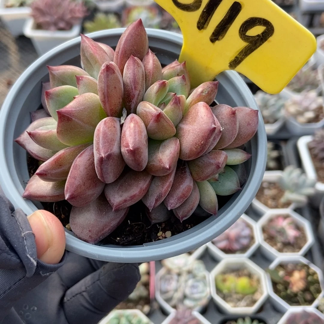 6119夜魔侠多肉植物