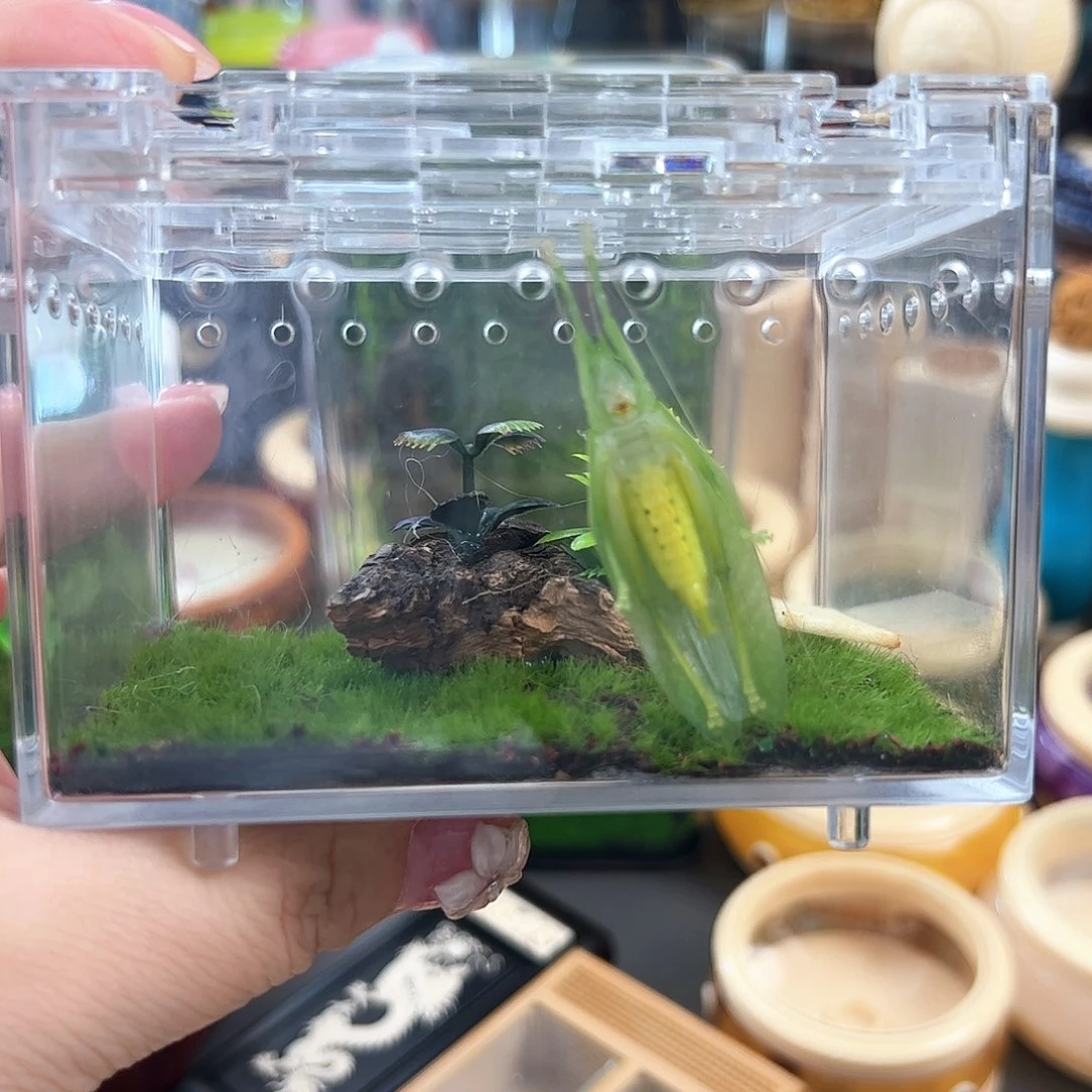 哈哈哈生态箱带翡中