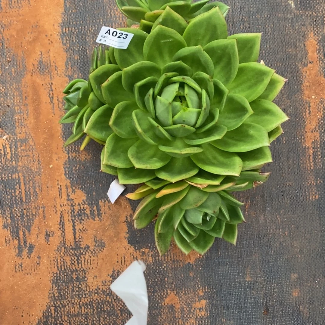 若茹东云单拍A023