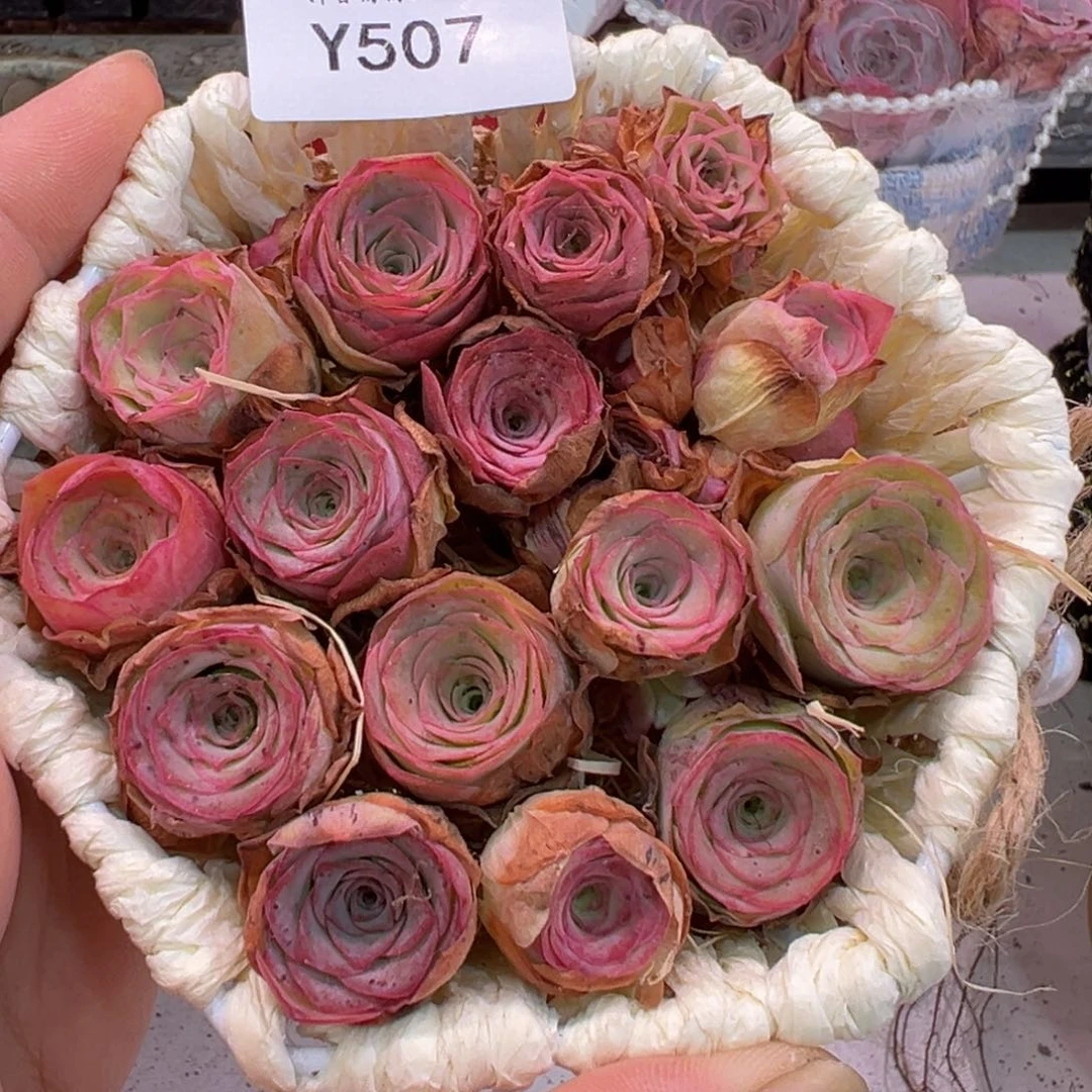 杨507 六角花篮捡漏