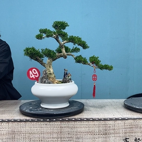 以实际为准精品黄杨盆景