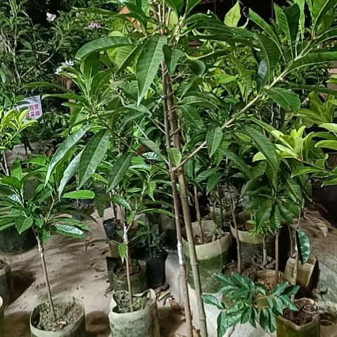金霸螺丝果一物一拍原盆原土发货