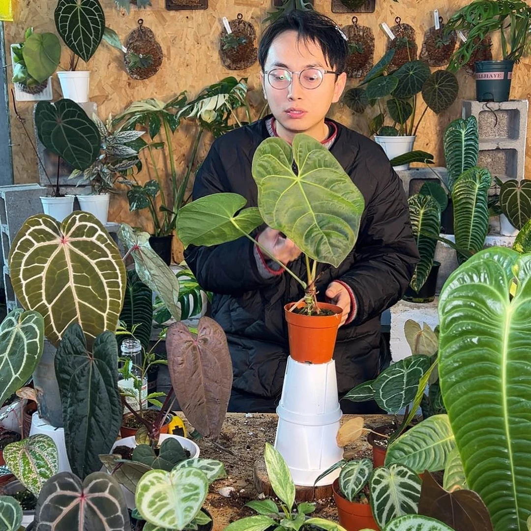 完全开放花烛桩子