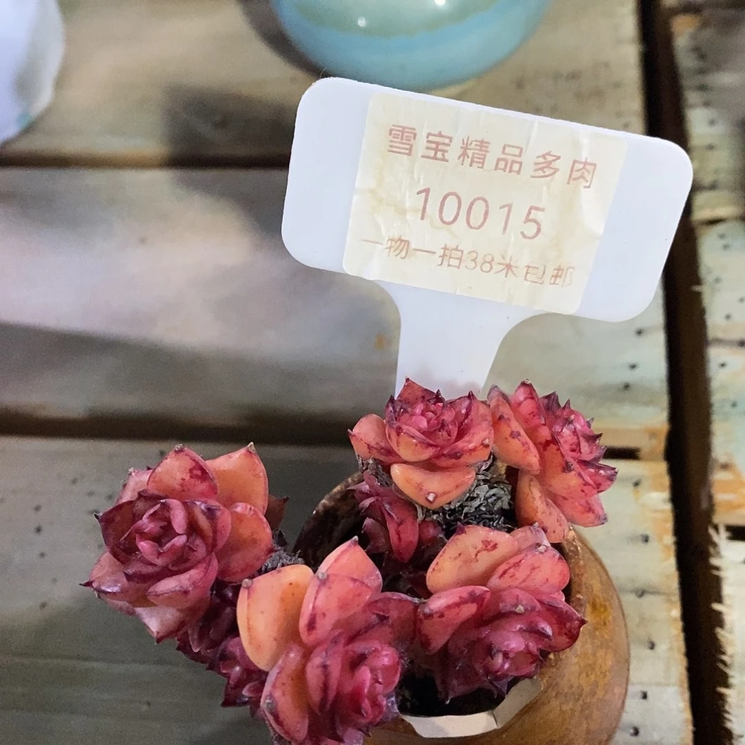 10015册就哦哦哦哦哦