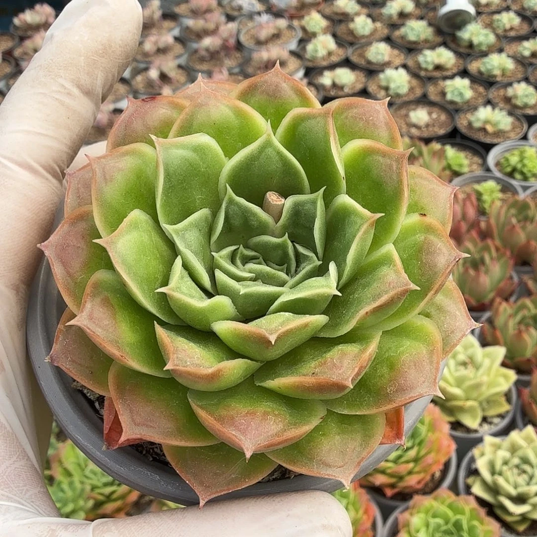 九公分海洋之心满20包邮