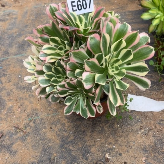 607雨花石不包断枝