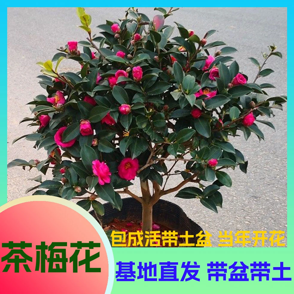 四季常青茶梅球盆栽茶梅花苗带花苞庭院耐寒花卉室外植物茶梅树苗