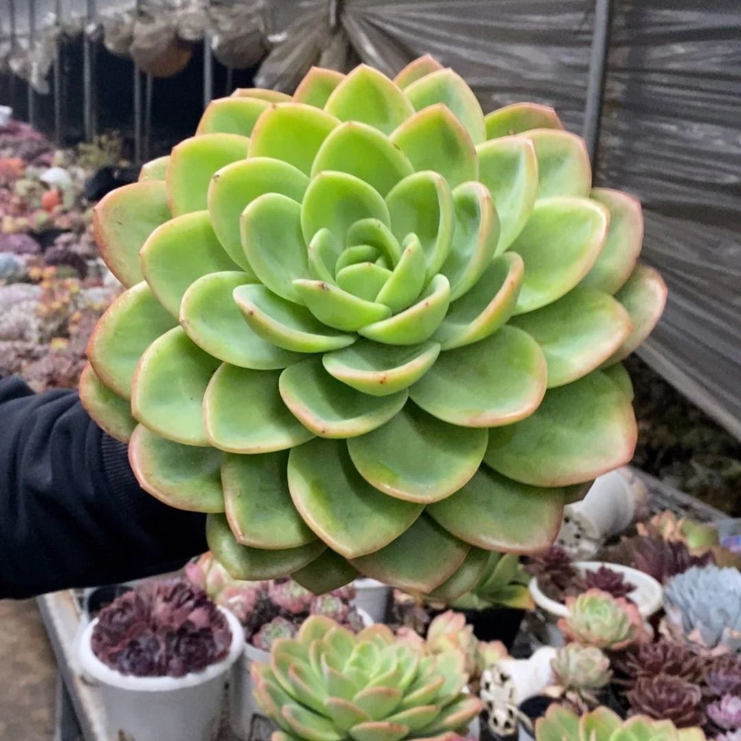 柠檬茶大单头老桩