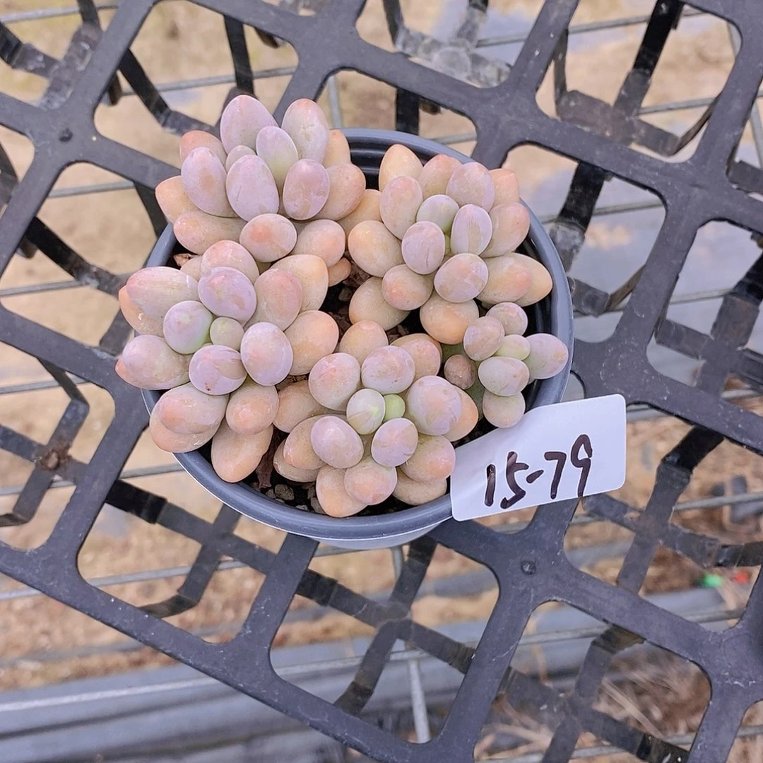 15-79-一物一拍汤圆四头福利一颗