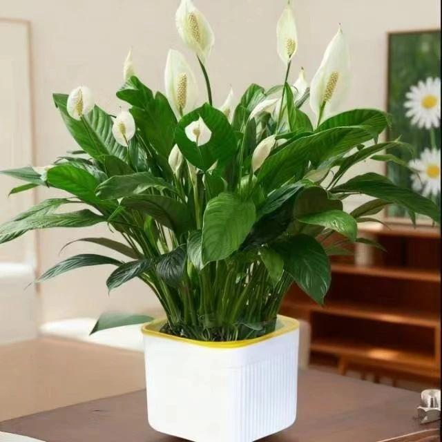 一帆风顺白掌盆栽室内花卉绿植水培土培四季开花好养易活