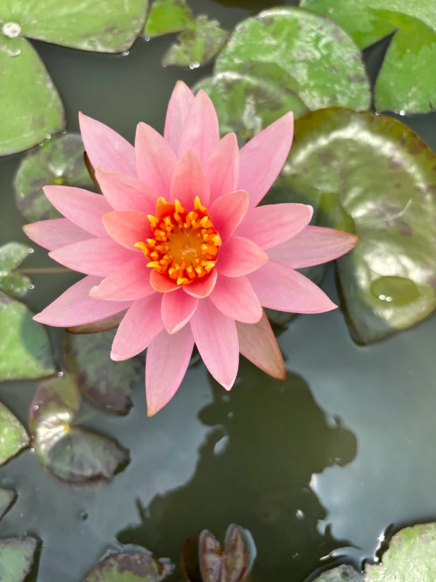 中花型耐寒睡莲根块发货【随机2棵】+营养液