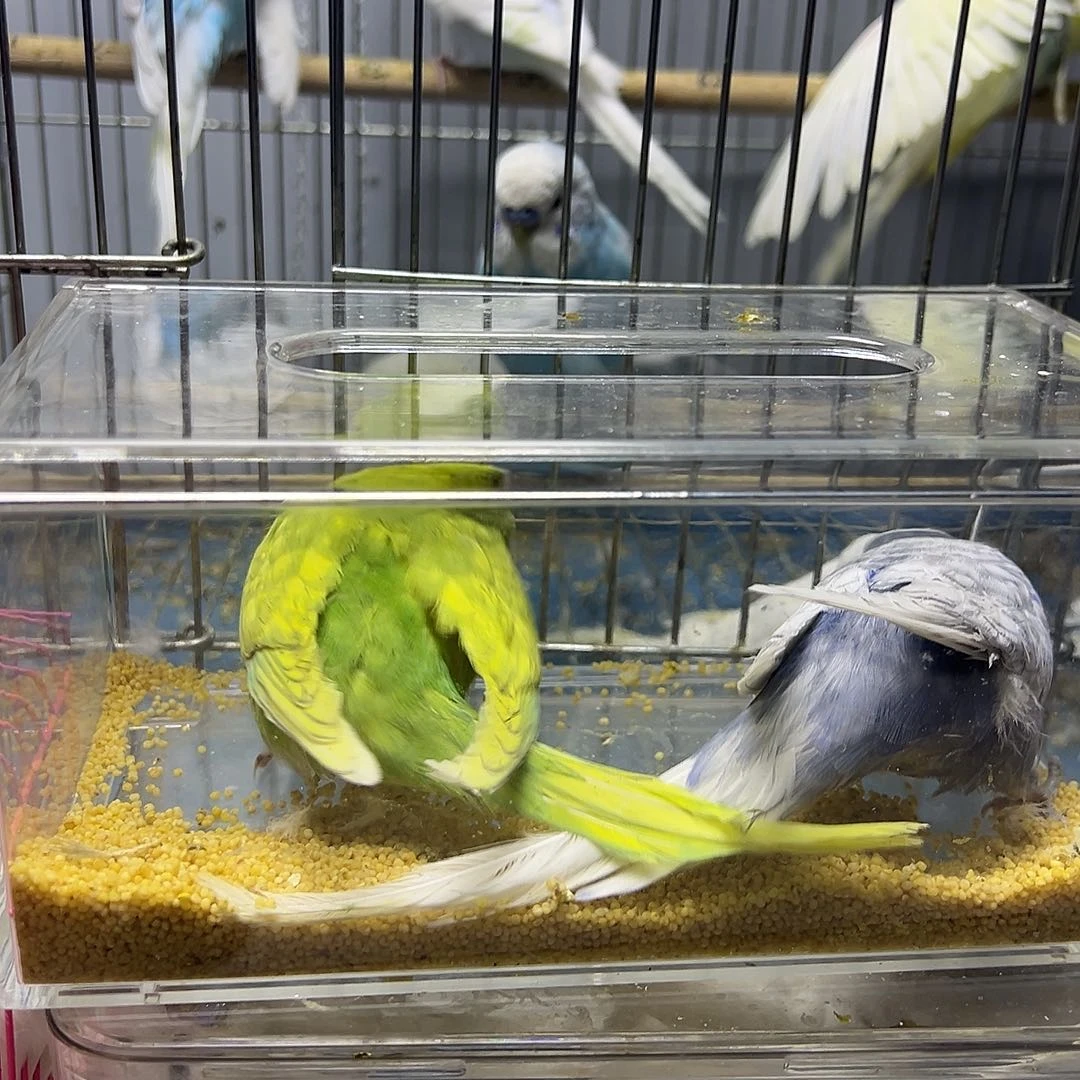 虎皮鹦鹉大头俩只的