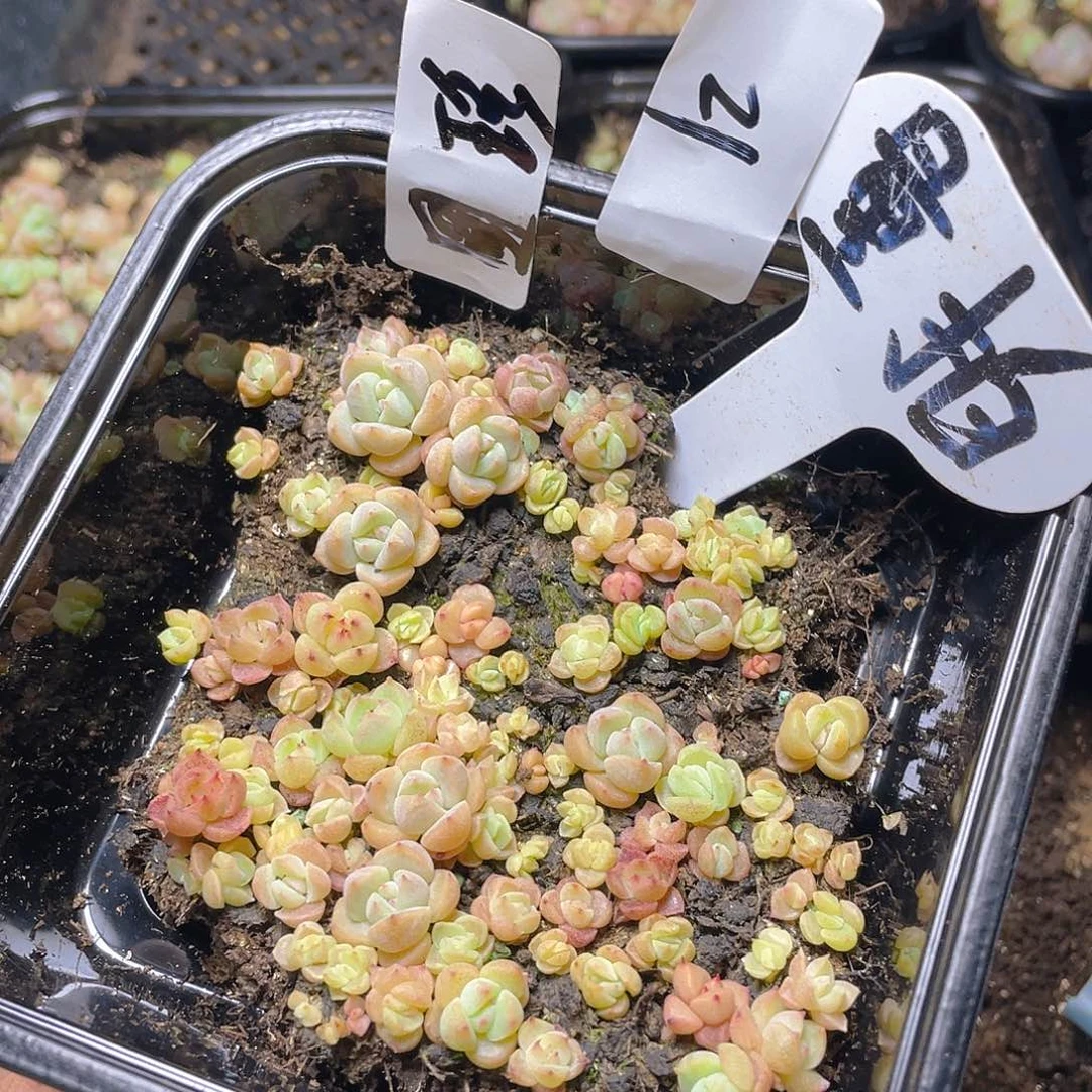 量拍多肉植物多肉植物21