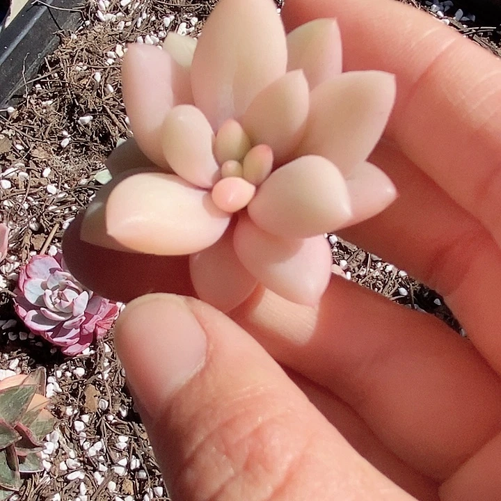 蜜桃啵啵一物一拍，