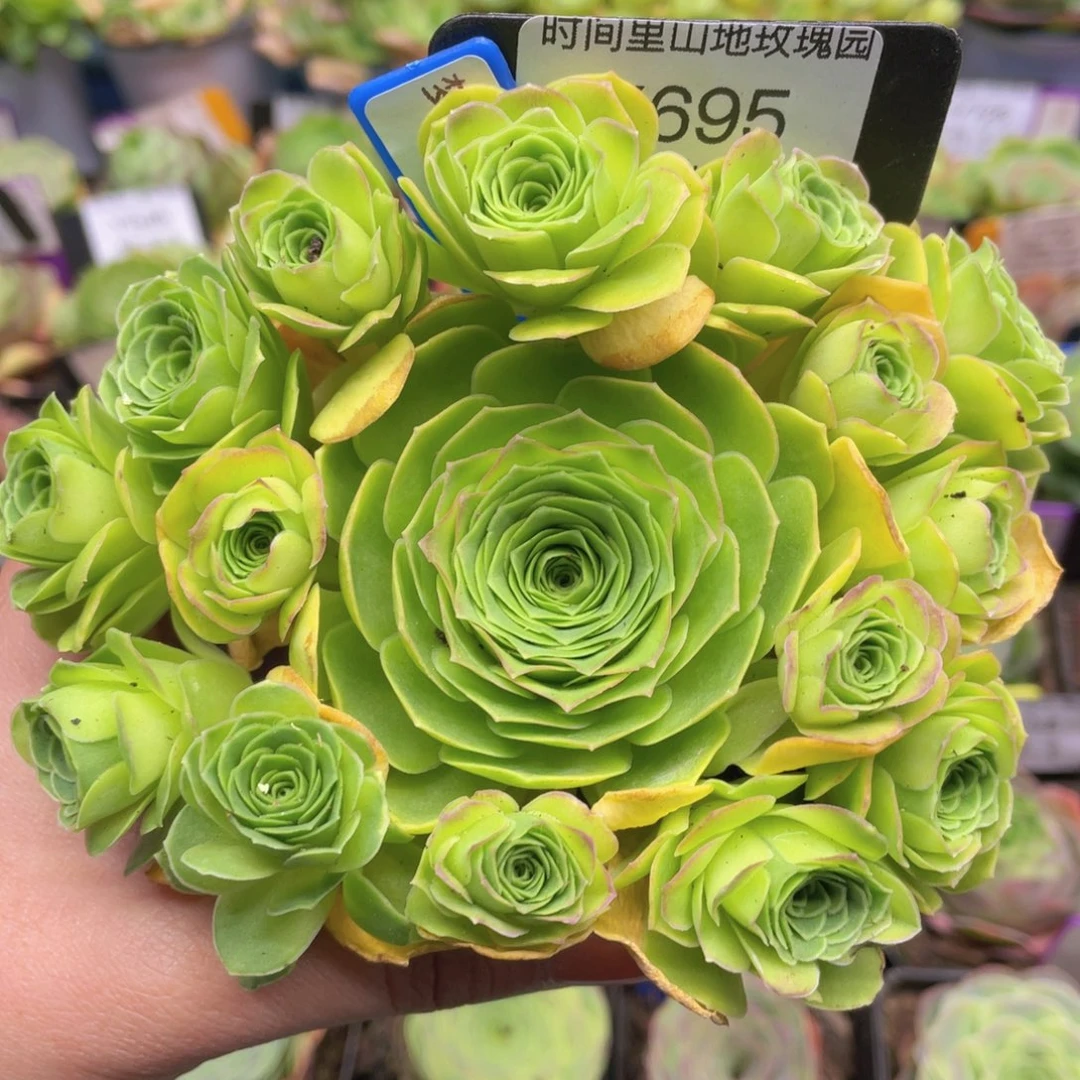 梦屿多肉695一物一拍