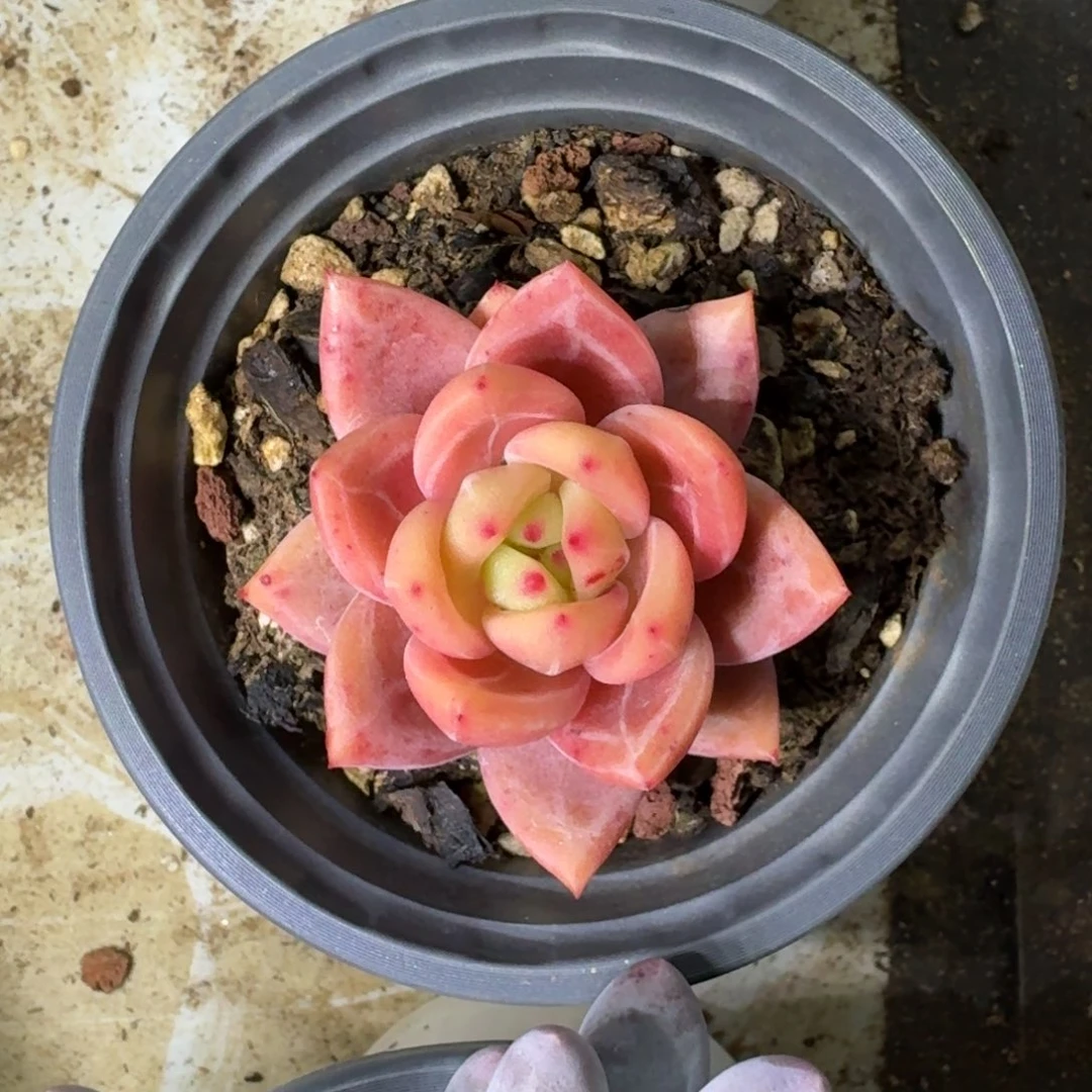 香槟 单头 一物一拍