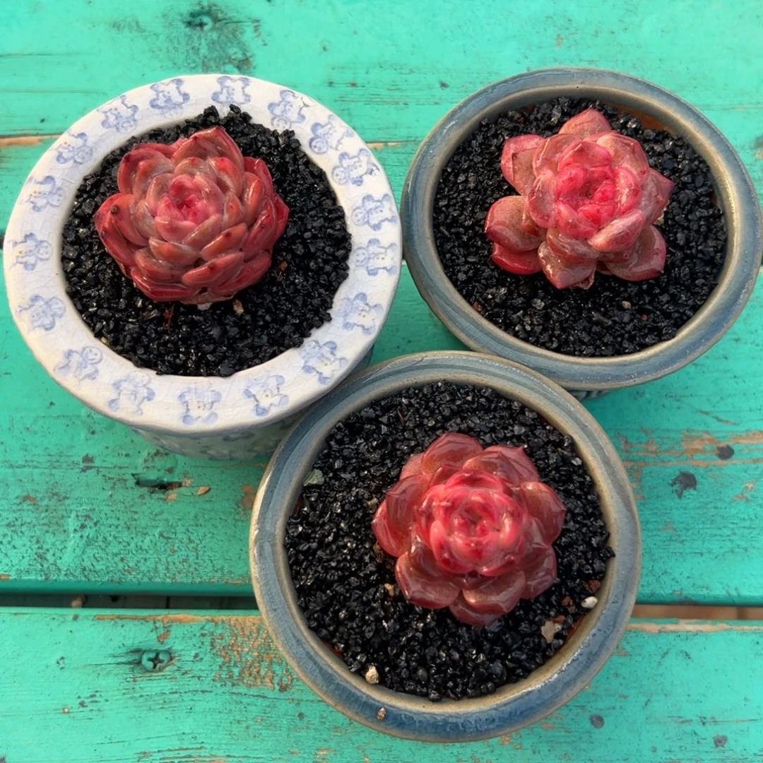 多肉一物一拍0201-开播福利三颗糖心