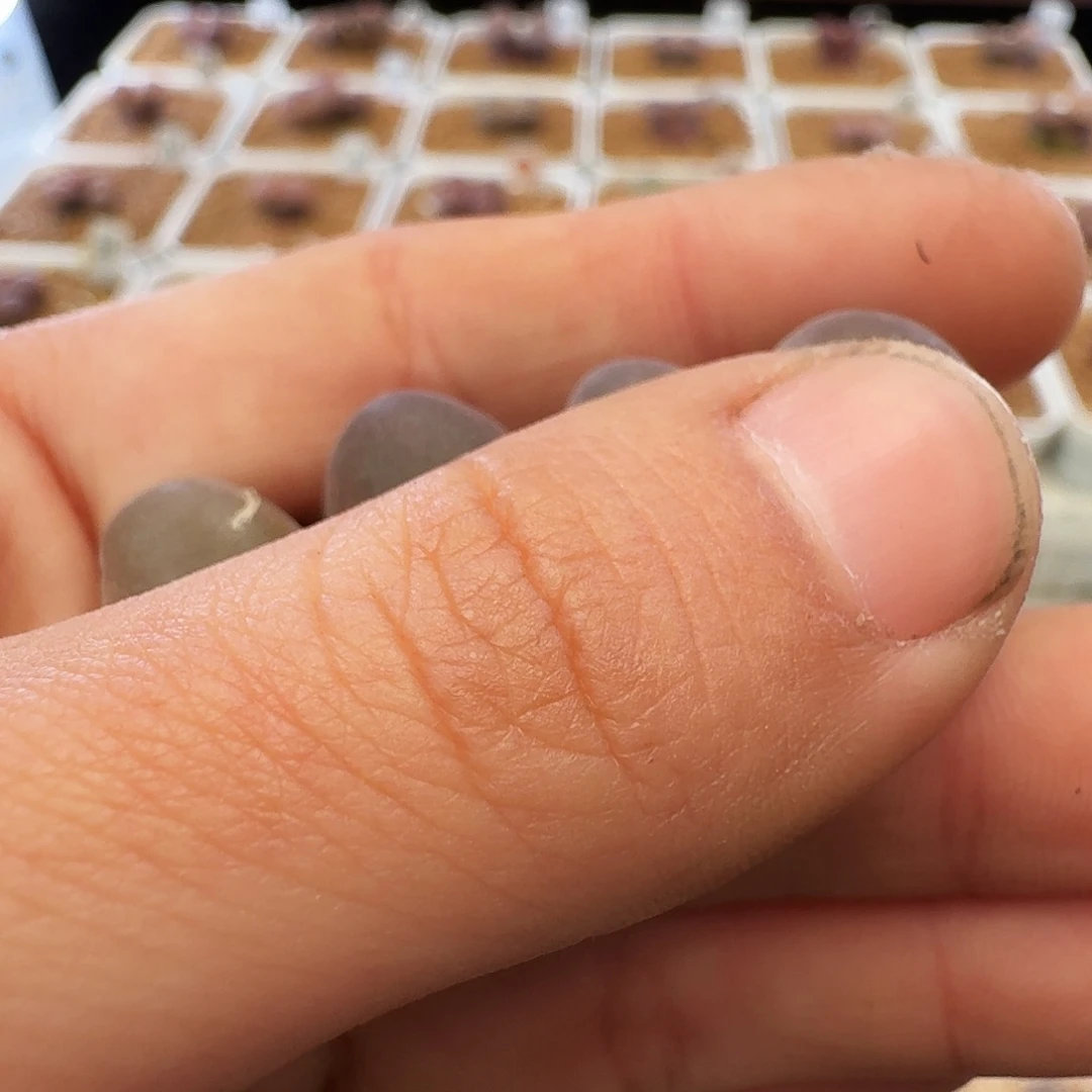 风***生多肉植物福利肉锥10