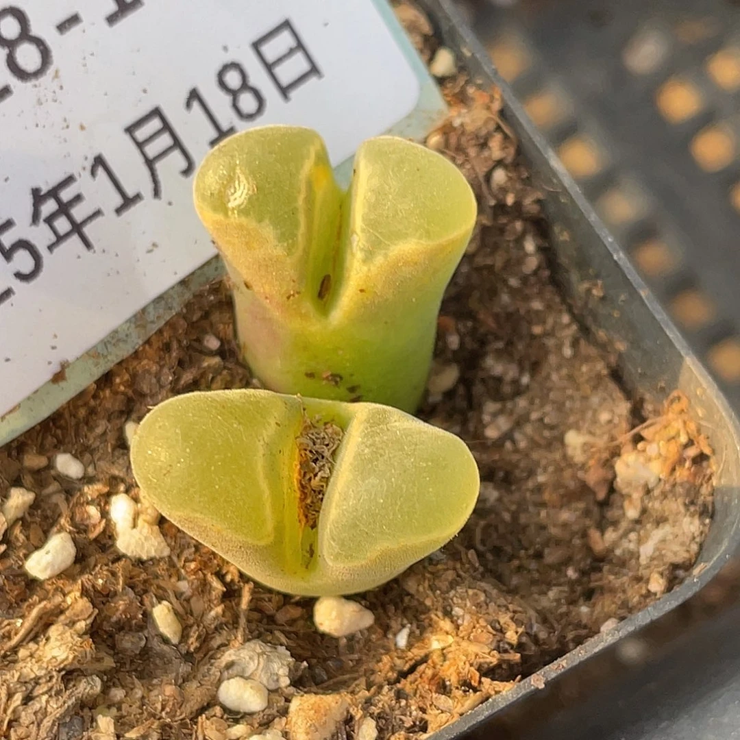 薄****18-108肉锥多肉植物