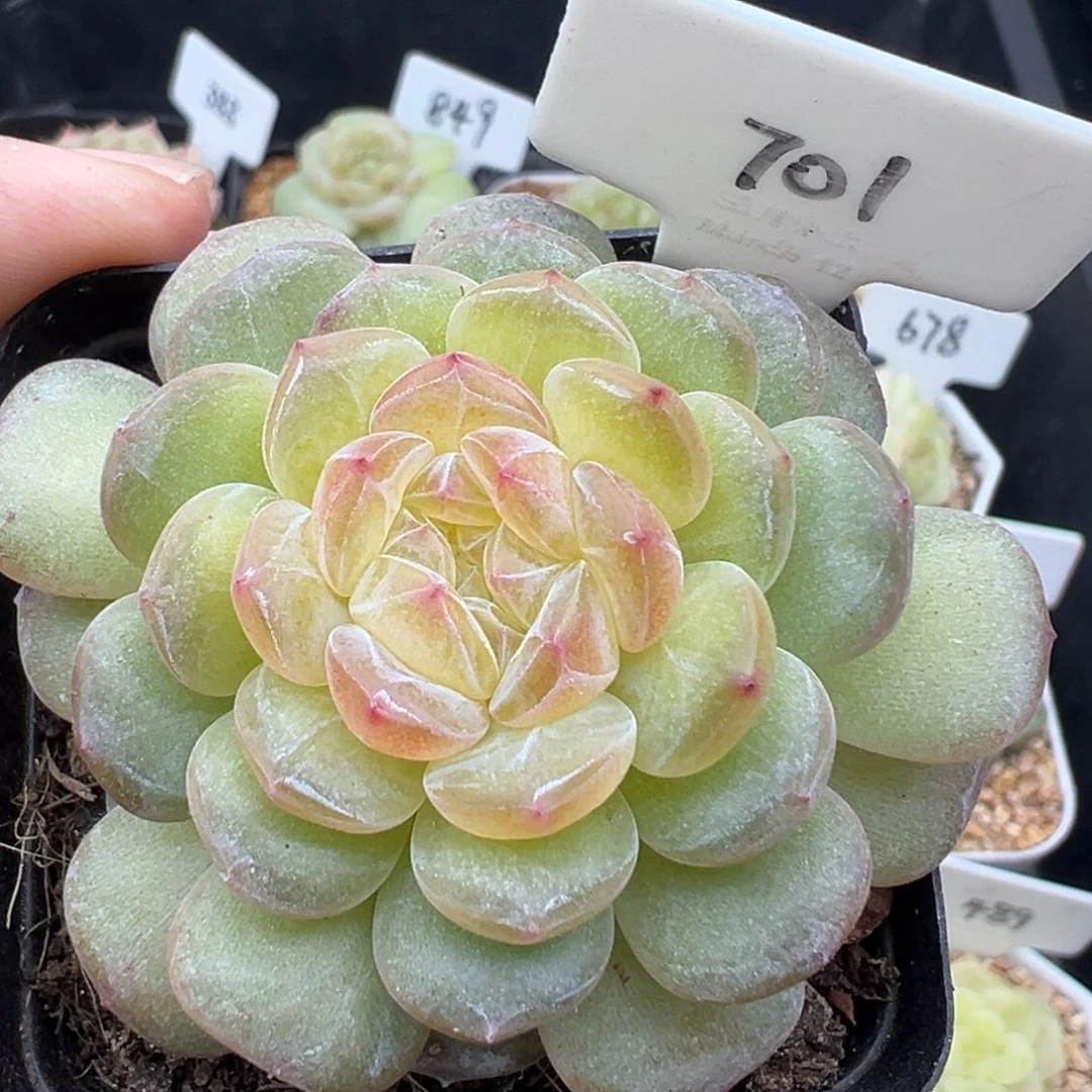 701号风花雪月系列清浅