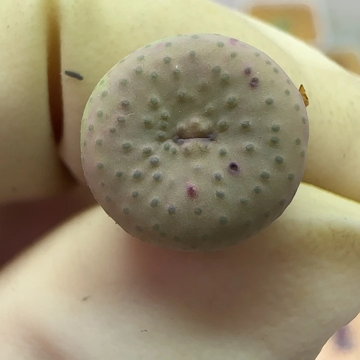 262园艺奶油嘴福利