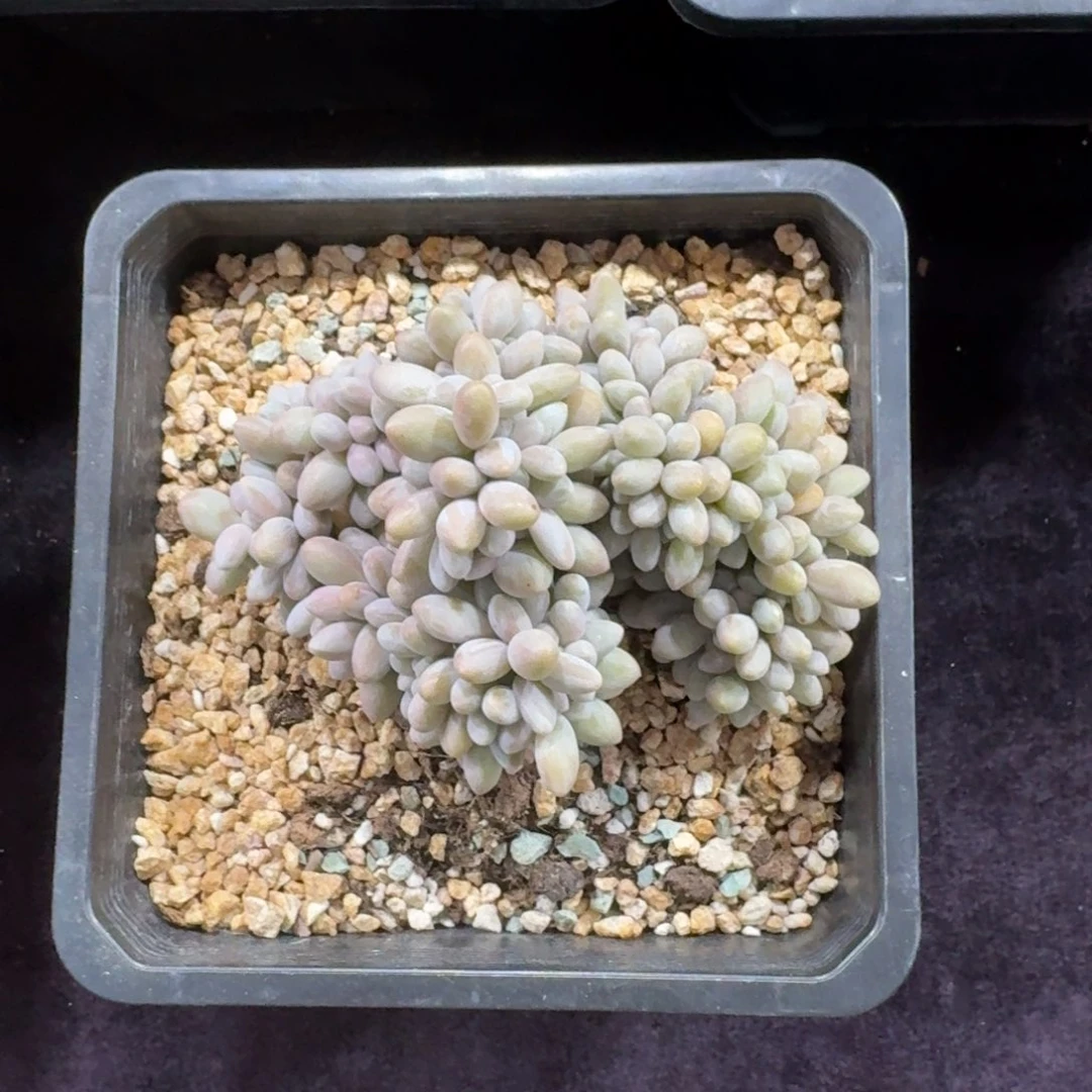 云*?12厘米的尺寸一物一拍的