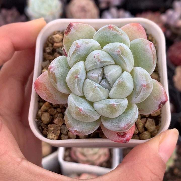 精控雪媚娘单头多肉