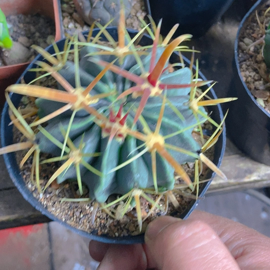 金刺日出一物一拍