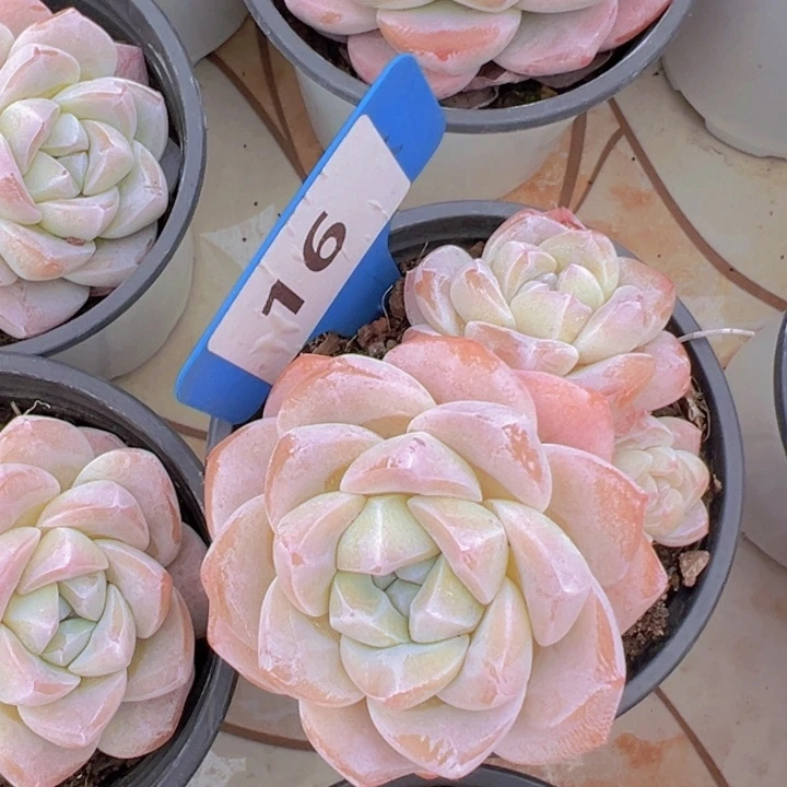 健健康康平平安安