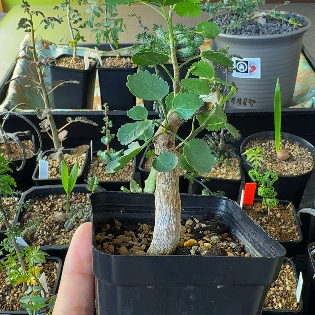 奶香味 实生纳马夸兰没药顺丰空运包邮