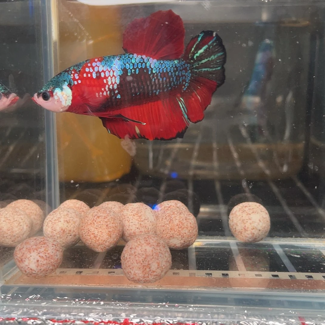 斗鱼12.14 巨斗将军 100