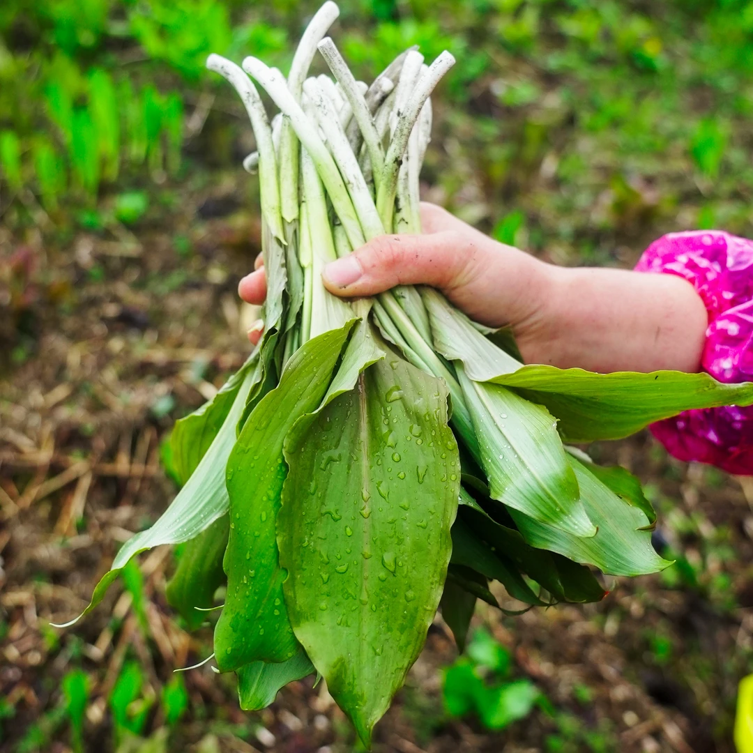 【顺丰空运包邮】二层山鹿耳韭自然生长鹿耳韭