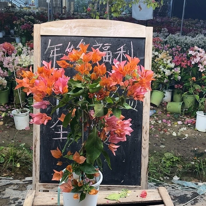 完全开放三角梅橙色火焰