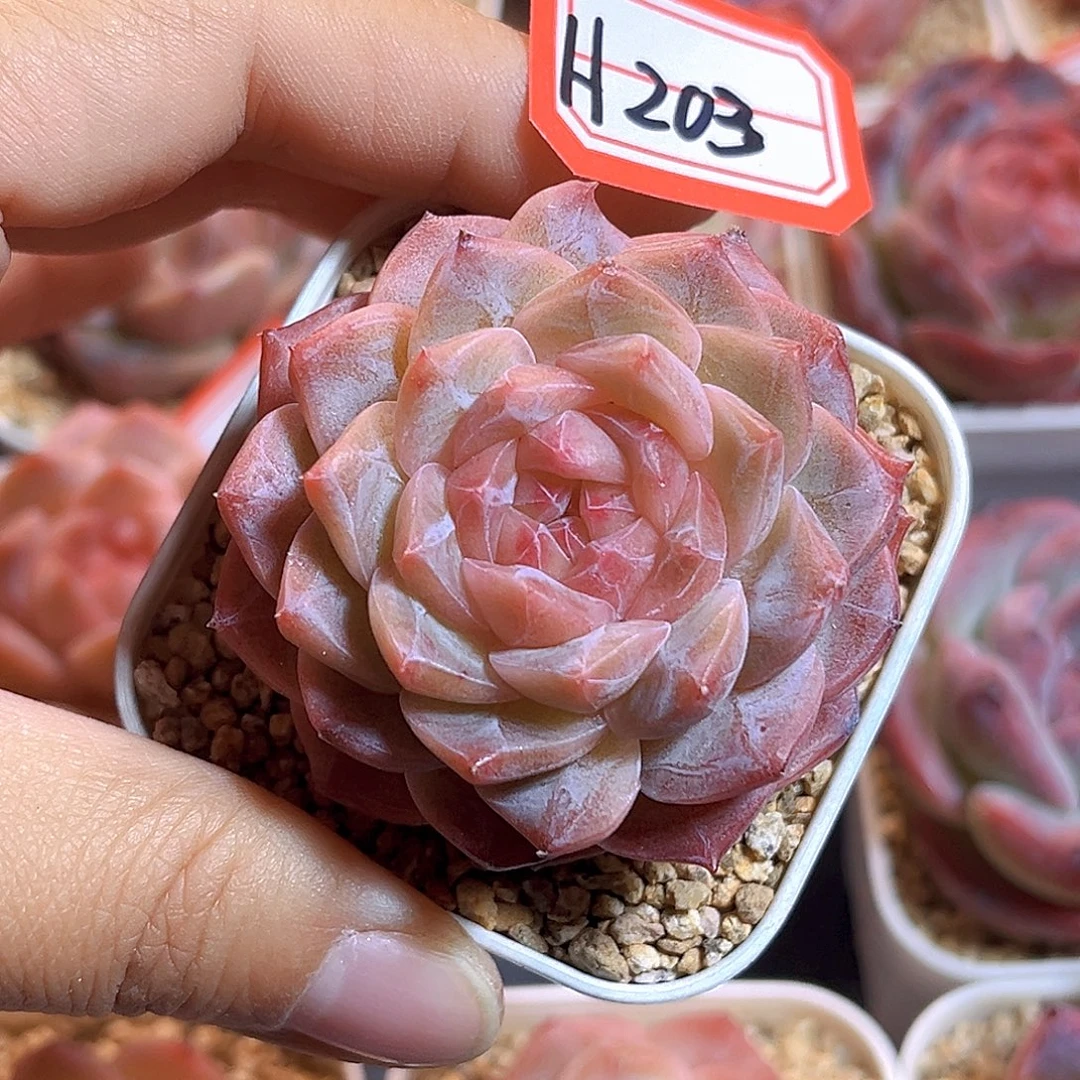 H203  新品珍妮满18包邮