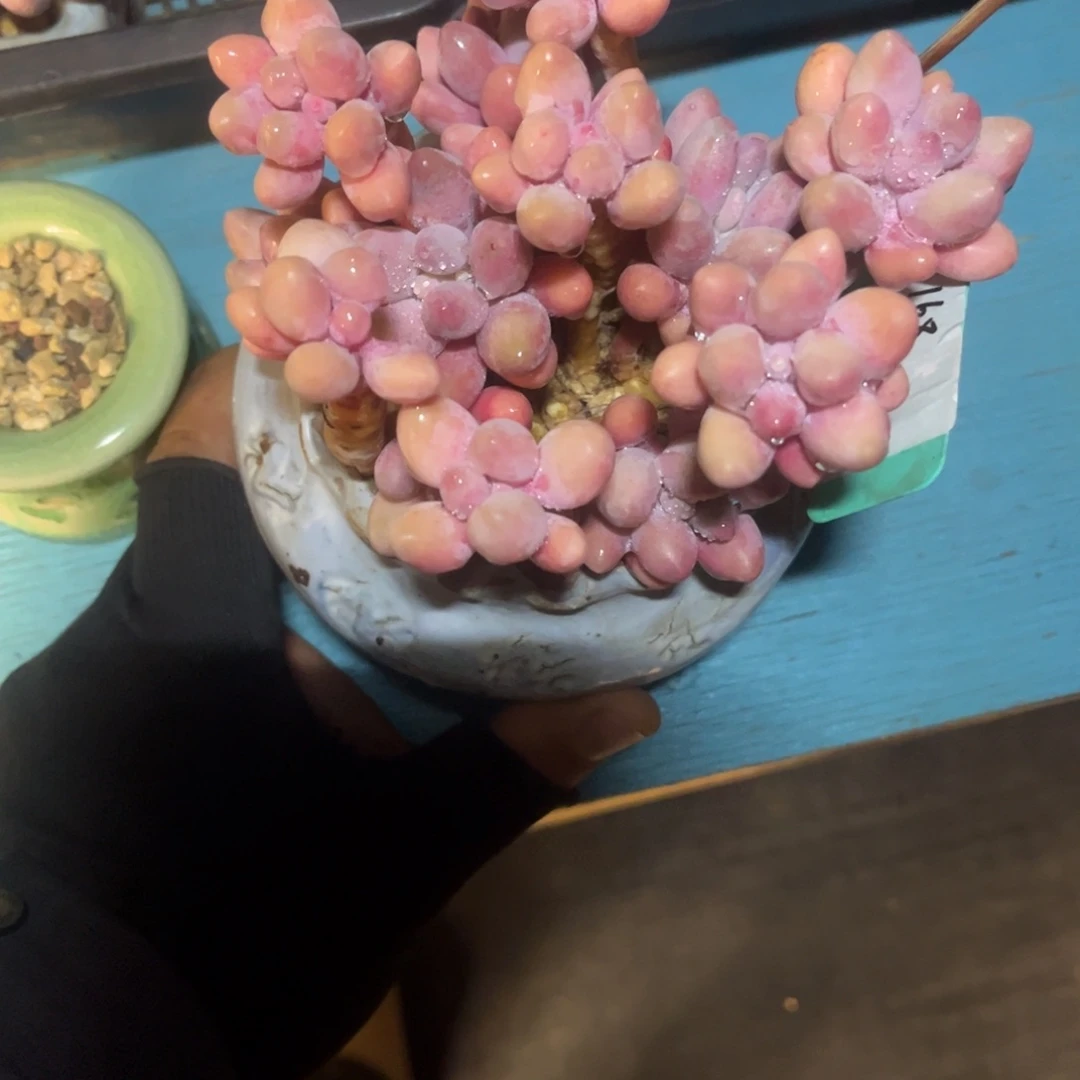 柠*茶yi xing ming ding go