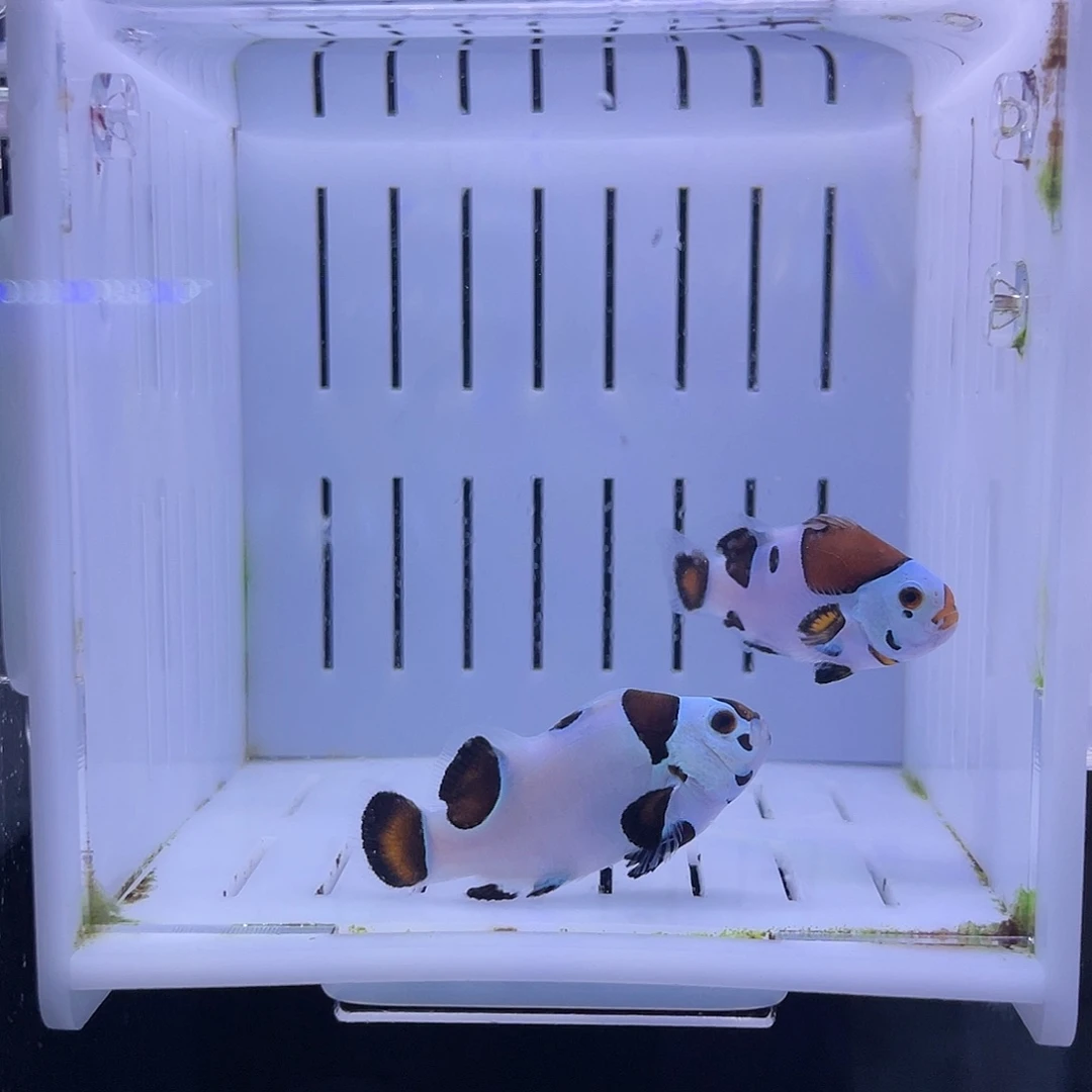 海水鱼毕卡猫一对