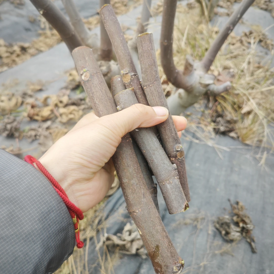 无花果盆栽苗【1加仑】波姬红芭劳奈