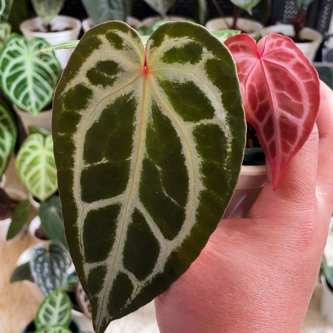 完全开放粉柠檬杂红杂nse