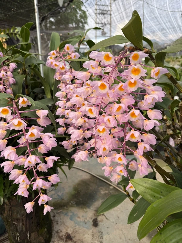 各种石斛兰直播间一物一拍链接（自己下单随机发货）