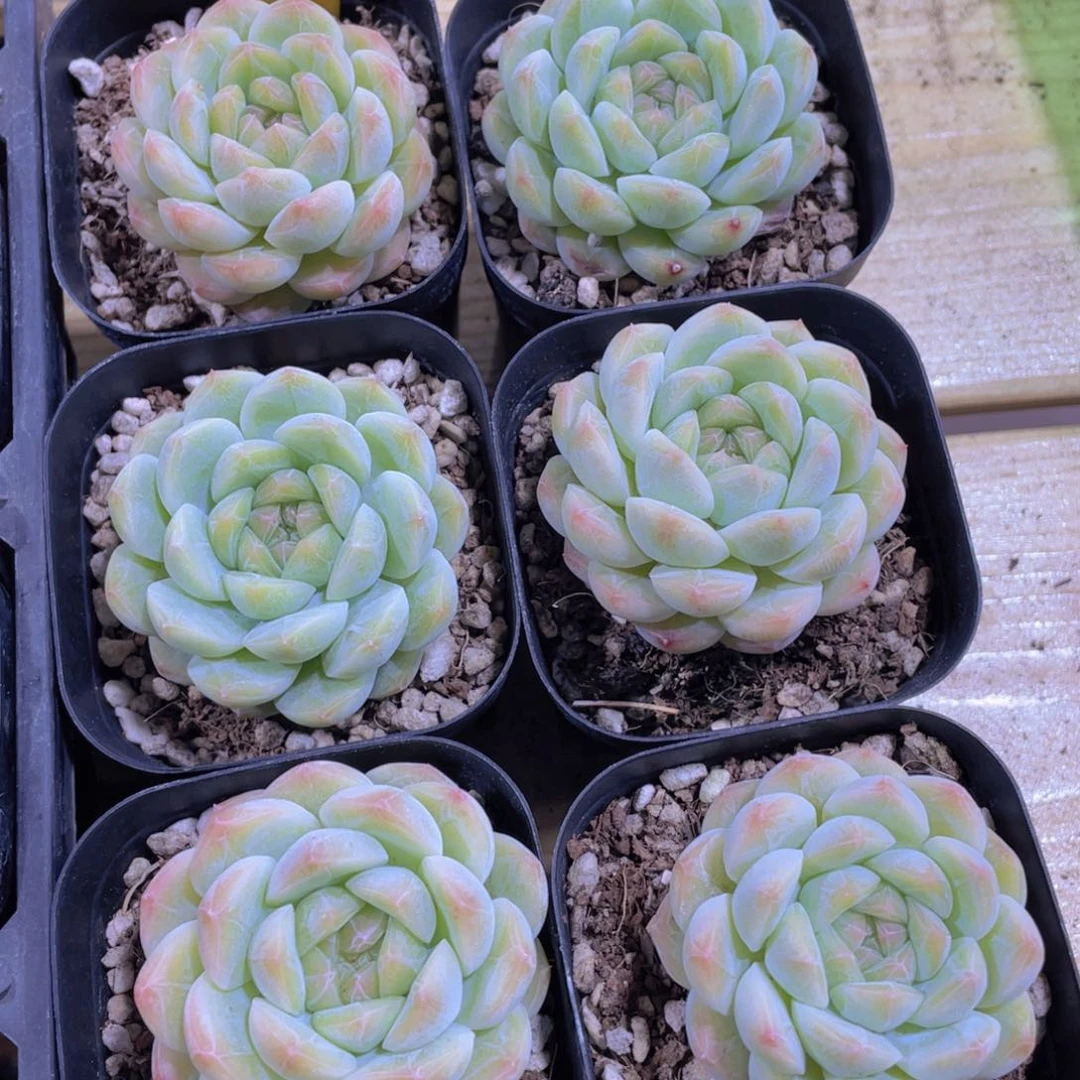 333号 玫瑰花白桃汽水单头一个