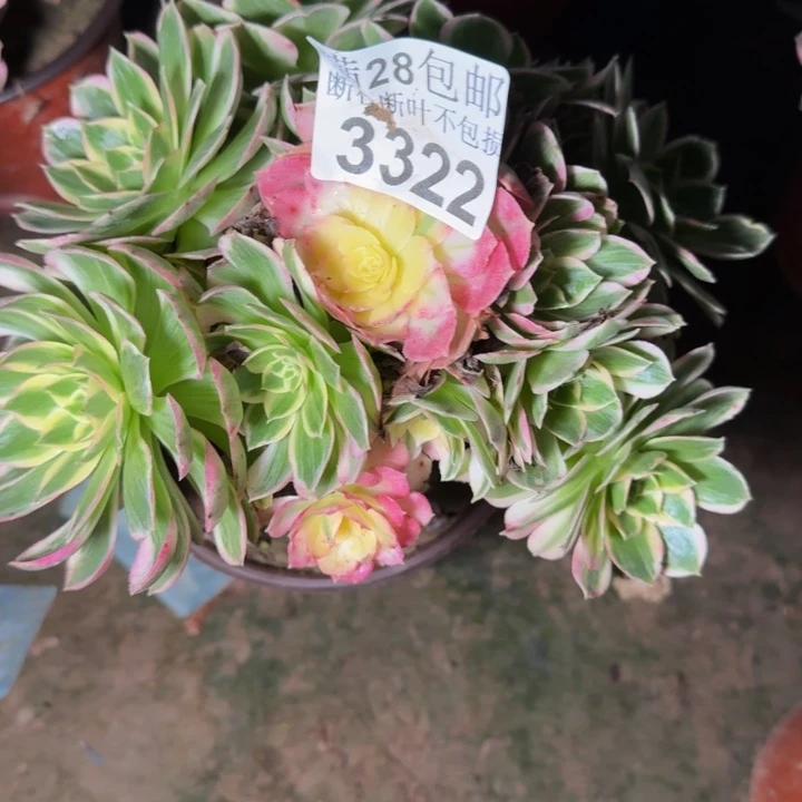 蝶***草3322海王多肉植物
