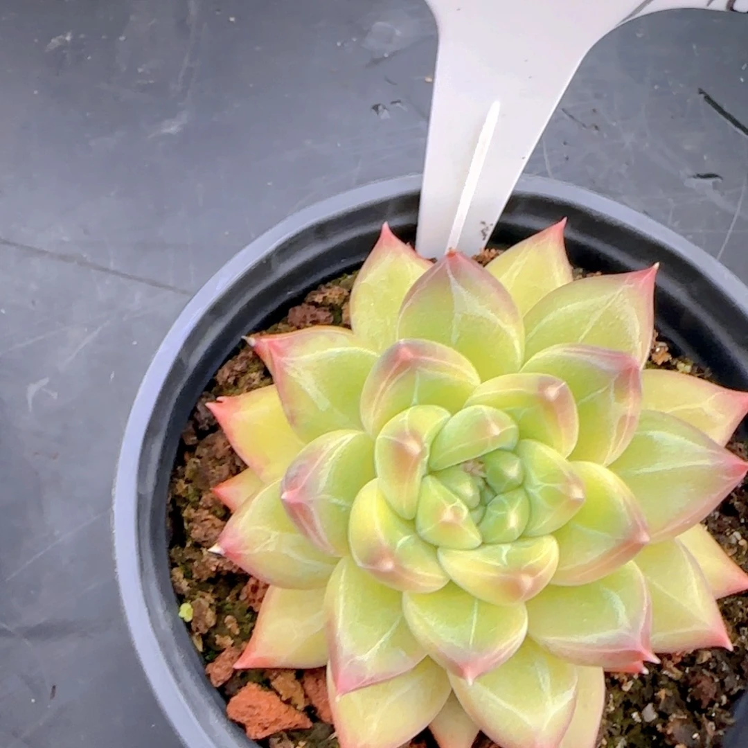 春****?多肉植物多肉植物