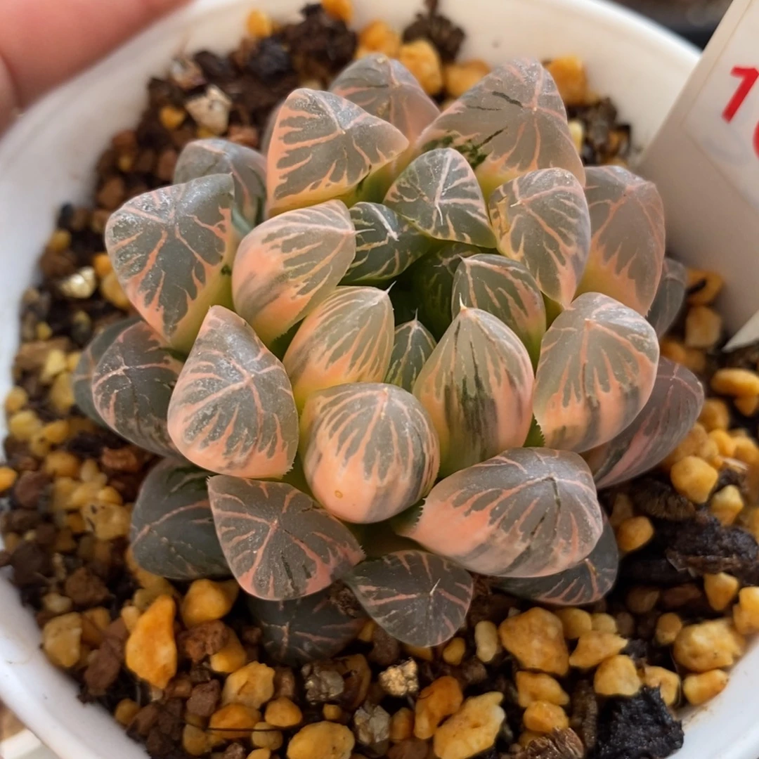 101实生糊斑玉露锦一物一拍