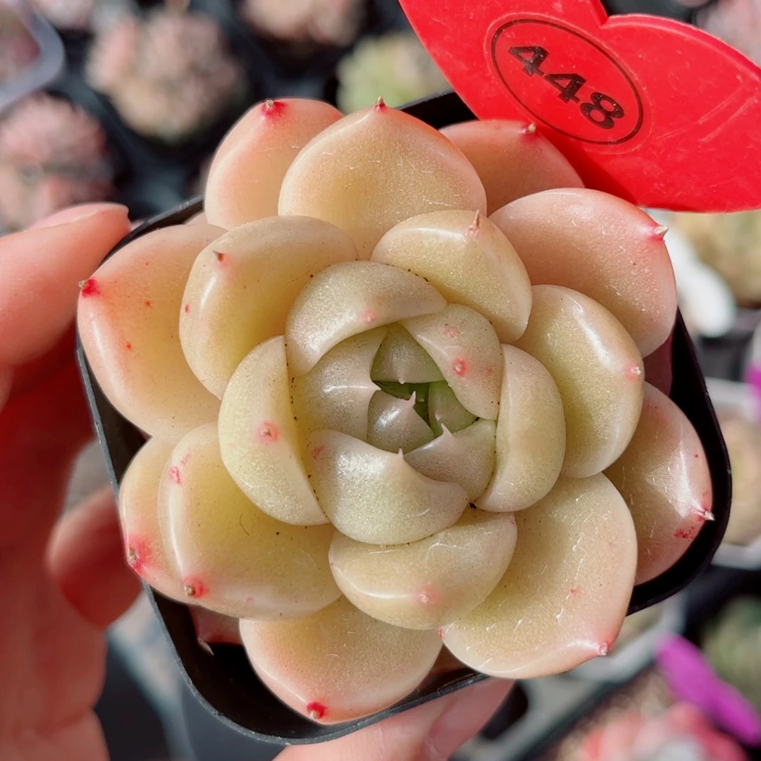 448号珍妮麦秆单头