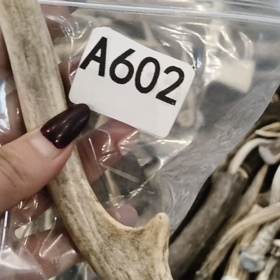 ****雨鹿角鹿角鹿角鹿角鹿角